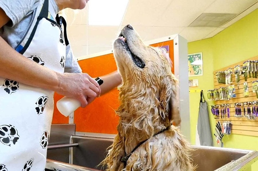 Mercado pet: conheça áreas de atuação e oportunidades de trabalho