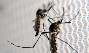 Dia D de combate ao Aedes aegypti ocorre neste sábado em todo o país