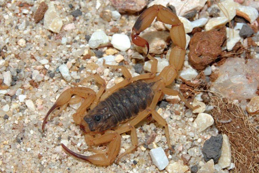 SP alerta para o aumento de casos de acidentes por escorpiões no verão; veja cuidados