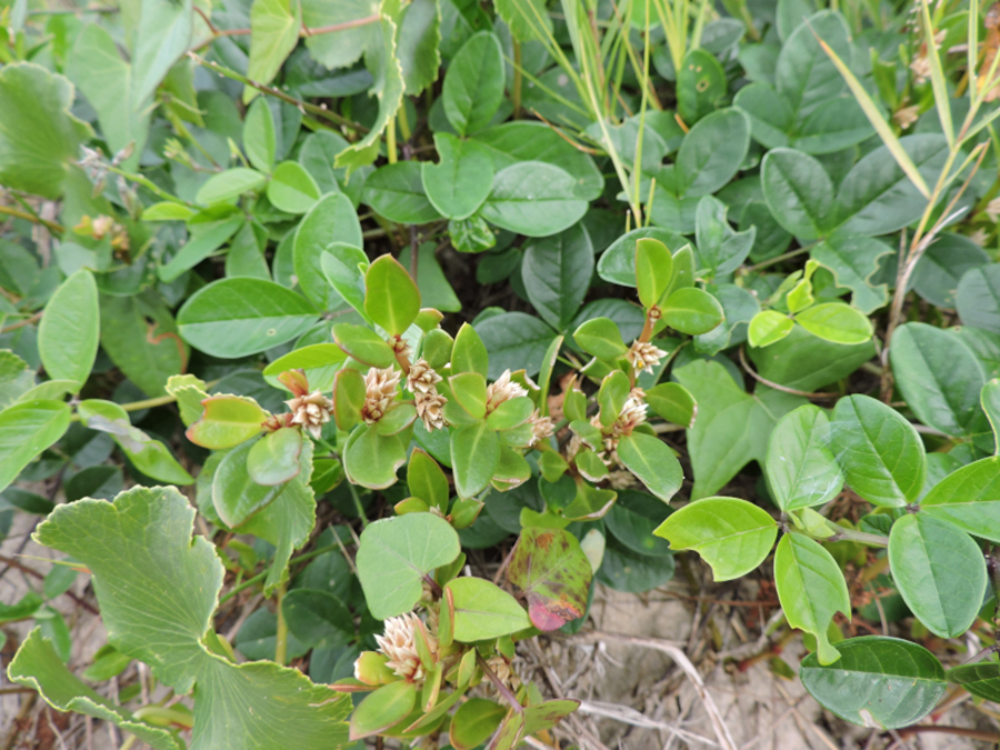 Estudo comprova ação anti-inflamatória, analgésica e antiartrítica de planta usada em medicina popular