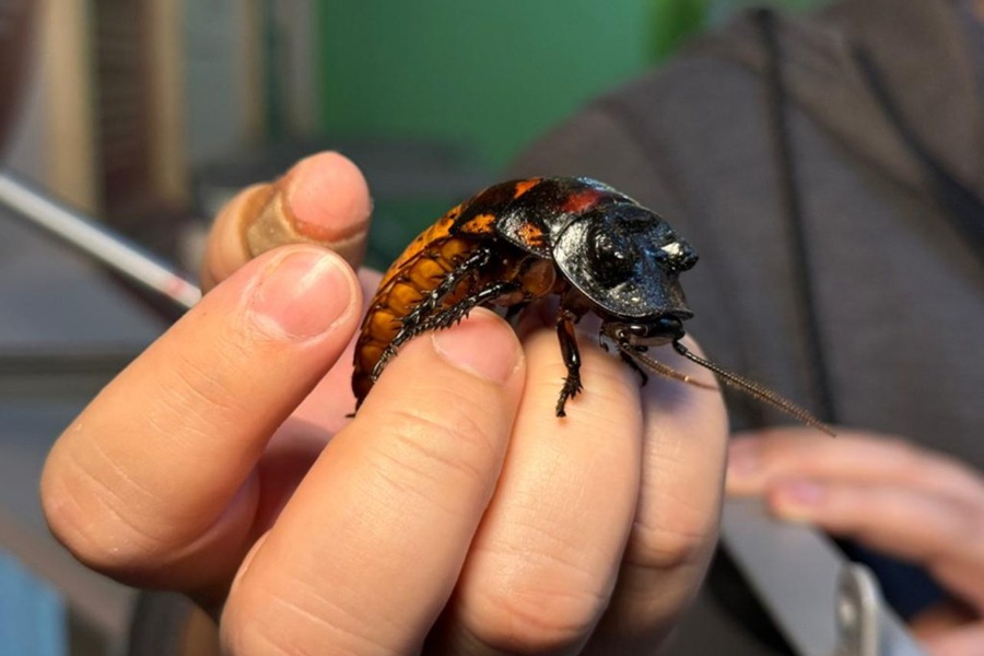 Crianças estão em férias? Confira programação gratuita no Planeta Inseto