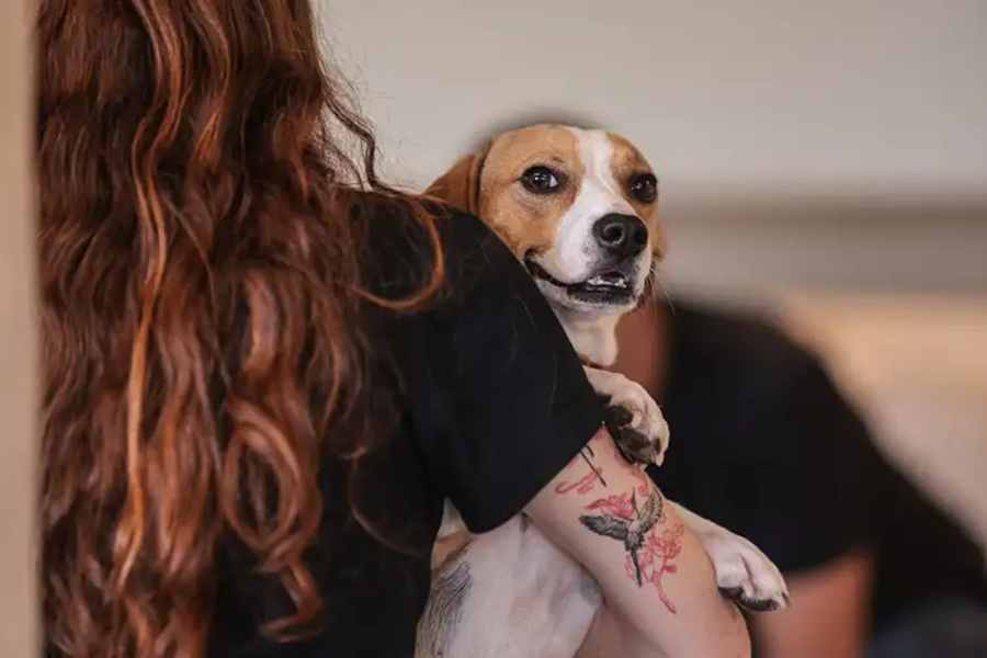 Aproximação com animais é importante no combate à violência - Foto Paulo Pinto/Agência Brasil
