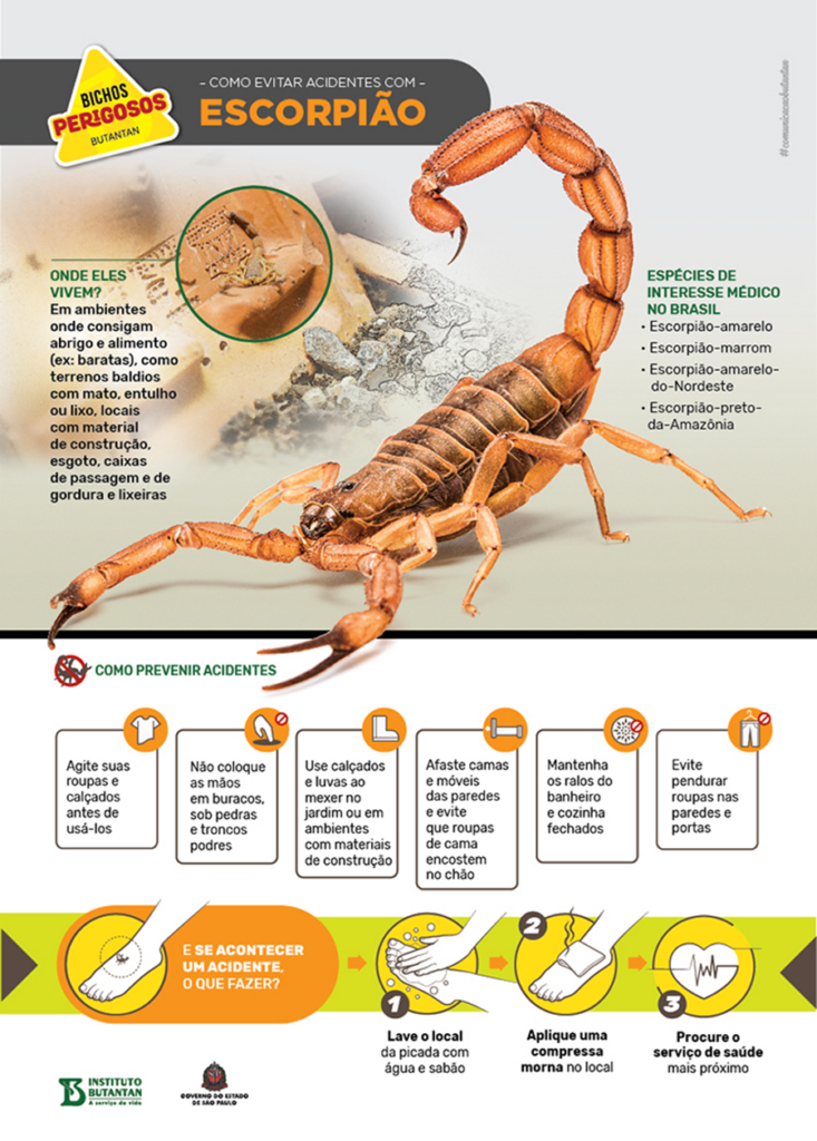 O que fazer em caso de acidente
Os escorpiões possuem hábito noturno, quando costumam deixar seus esconderijos para procurar alimento. A especialista do Biotério de Artrópodes explica que eles são capazes de se movimentar por até 40 metros em uma única noite, raramente retornando para o mesmo ponto de onde saíram.

Durante o dia, eles geralmente permanecem abrigados em ambientes escuros e minimamente umidificados, como frestas na parede, entulhos, tubulações, armários, sapatos e até roupas – principalmente aquelas que ficam penduradas atrás da porta ou espalhadas pelo chão. 

A picada de escorpião é descrita como lancinante, provocando dor imediata e intensa. Em caso de acidente, as orientações são claras: lavar a região com água corrente e sabão neutro, aplicar compressa morna e buscar atendimento médico imediato – especialmente no caso das crianças, que podem evoluir para quadros graves em um curto intervalo de tempo.

No Brasil, o Instituto Butantan é responsável pela produção do chamado soro antiescorpiônico, indicado para o tratamento de envenenamento por escorpiões do gênero Tityus, e o soro antiaracnídico, que além dos escorpiões pode ser utilizado em casos de picada de aranhas do gênero Phoneutria (aranha-armadeira) ou Loxosceles (aranha-marrom). 

Em 2024, quase 80 mil frascos do antiescorpiônico e mais de 20 mil ampolas do antiaracnídico foram entregues ao Ministério da Saúde, que é responsável por disponibilizar os produtos na rede pública de atendimento.

