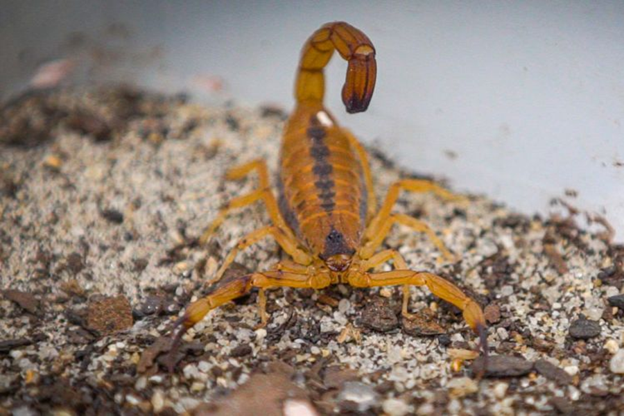 Escorpião-do-nordeste: espécie se reproduz por partenogênese e se adapta a ambientes urbanos
