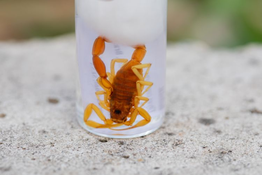 Exemplar de escorpião T.confluens, já encontrado no Sul do país