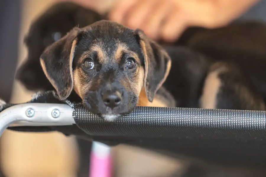 Saiba como educar crianças e adolescentes para respeitar os animais
