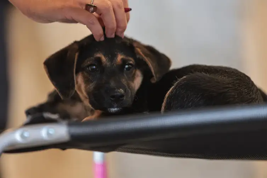 Sensibilização é porta de entrada para combater violência contra animais - Foto Paulo Pinto/Agência Brasil
