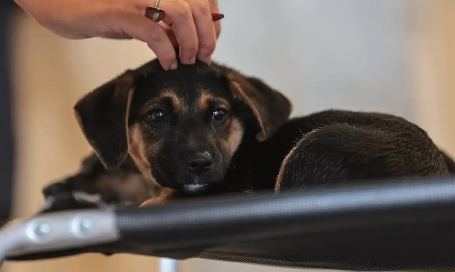 Lei define guarda compartilhada de pets; veja detalhes
